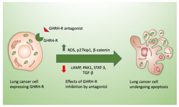 Effects of GHRH-R antagonists on lung cancer cells.jpg